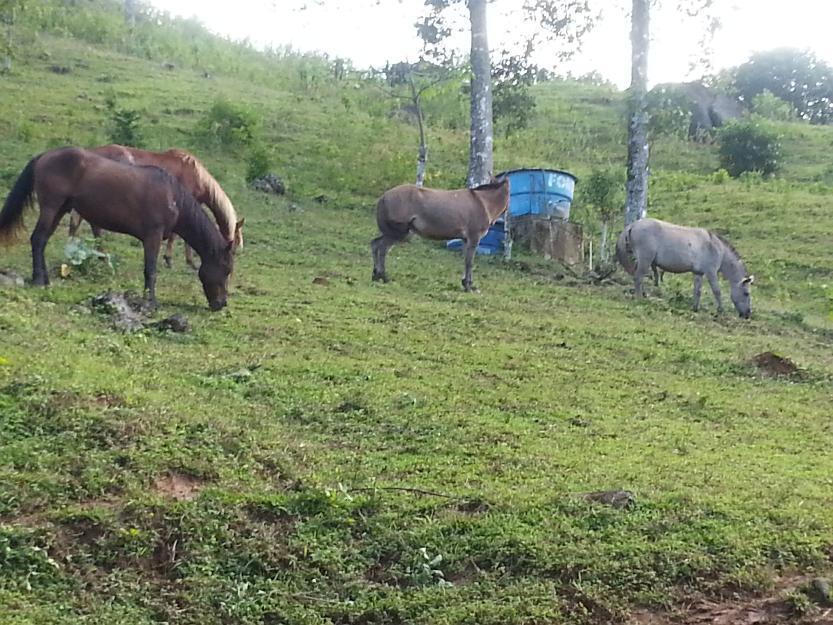 Fazenda em Mangaratiba, 110 hectares