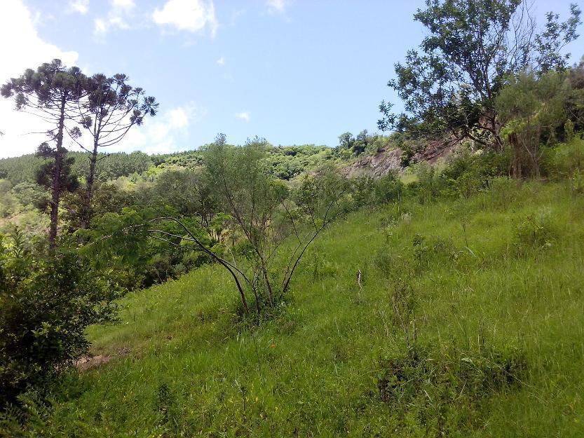 Sítio com área de 6 hectáres, com casa, energia elétrica, ideal para lazer....