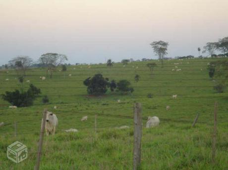 Fazenda Pecuária em Iguatimi-MS