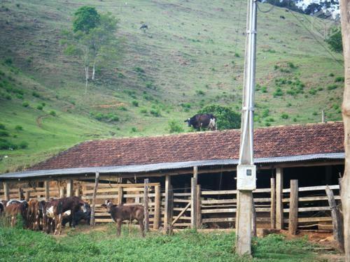 Fazenda com 20 hectares em Pernambuco Para cria Ga