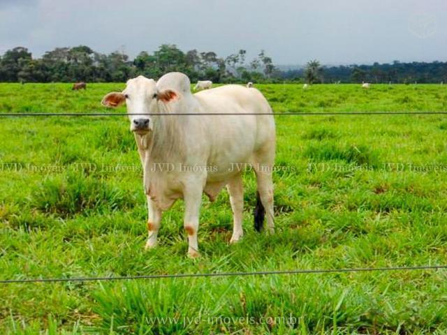 Fazenda em Terenos p/ pecuária com 1.400 hectares