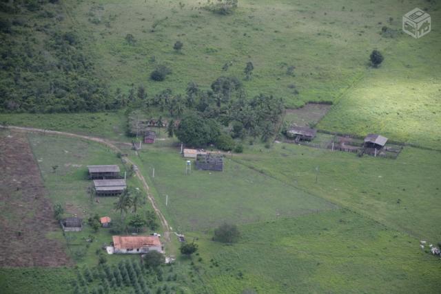 Fazenda com 600 ha Na BR 010 (Belem-Brasilia)