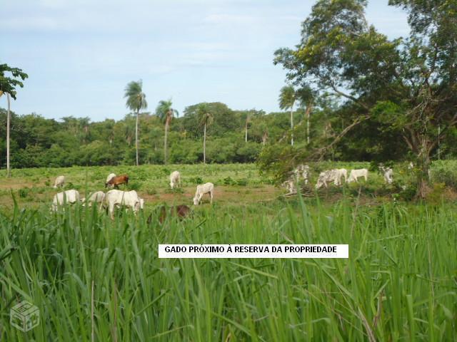 Fazenda no Pantanal
