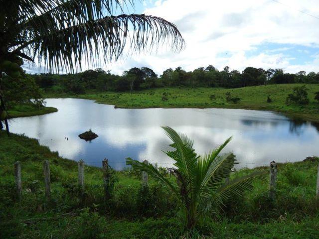 Fazenda Monte Alto Com 600 Hectares (6.000.000 m2) No Sul Da Bahia Com Cacau,Gado,Represa