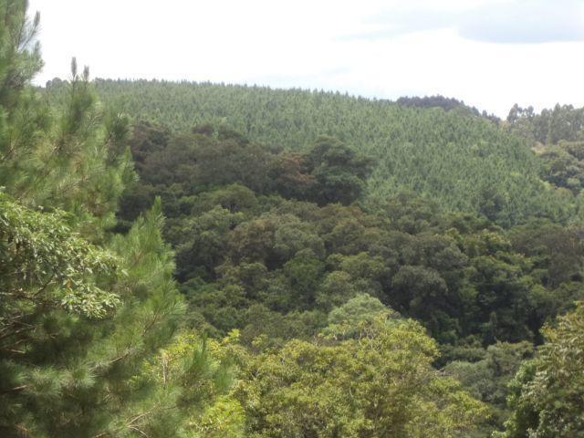 Área .Pinus Taeda 22mil Árvores