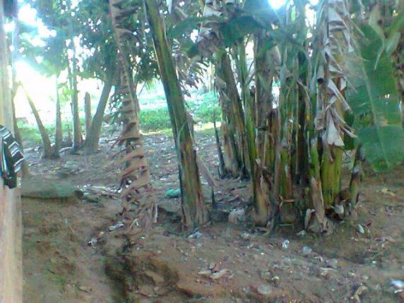 Terrenão com casa e muitas fruteiras no interior.Carro chega na porta