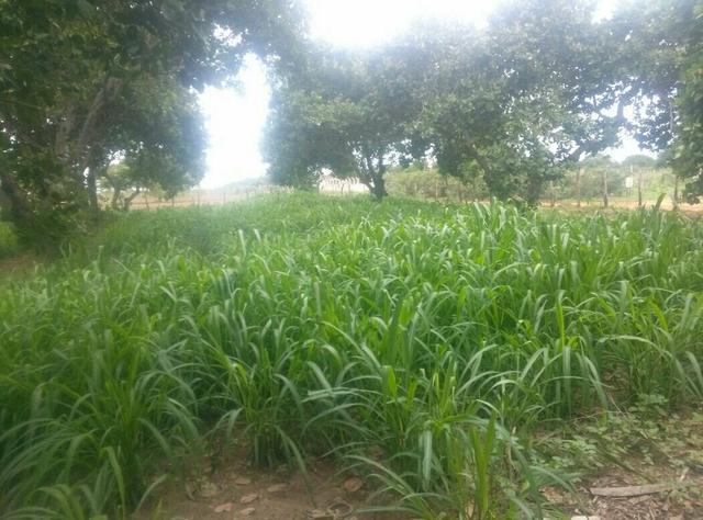 Granja na reta tabaja com 9 hectares 6 ha. com irrigação