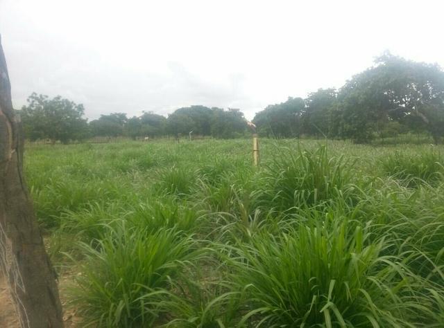 Granja na reta tabaja com 9 hectares 6 ha. com irrigação
