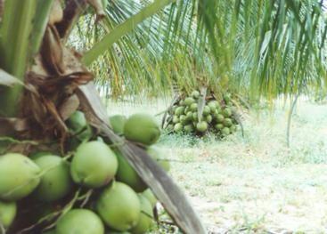 Fazenda plantação de coco