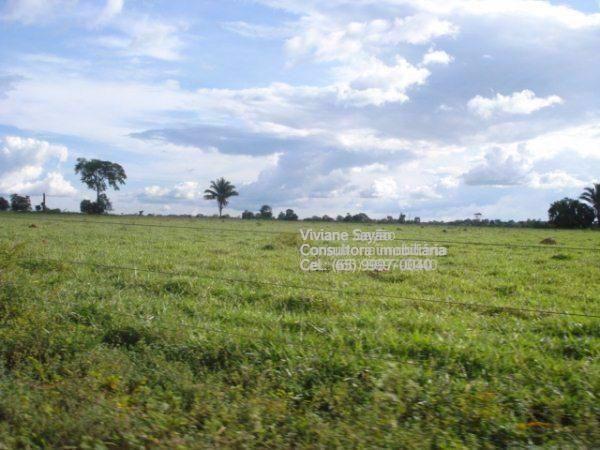 £Fazenda 660 HA toda formada- Perto de Jangada