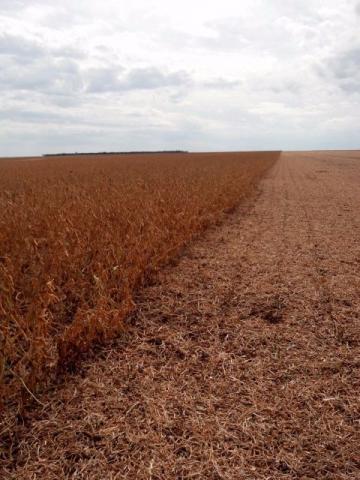 £Fazenda Canarana 19.000 ha com confinamento para 20 mil cabeças