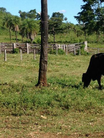 Fazenda 40 Alqueires