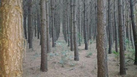 Terreno de 32ha com 15ha de pinus