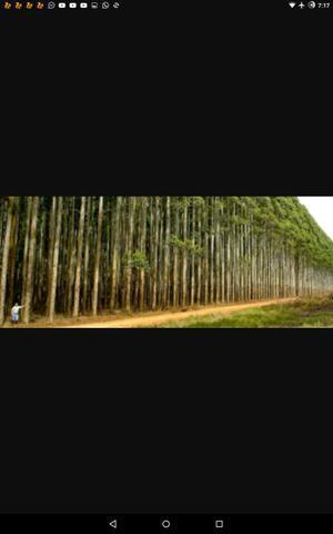 Excelente terreno com plantio de eucaliptos 288 hectares no ponto de corte faço catira