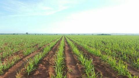 Fazenda em cana na região de General Salgado - SP