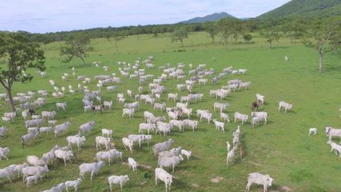 Fazenda em Aquidauna 390 hectares