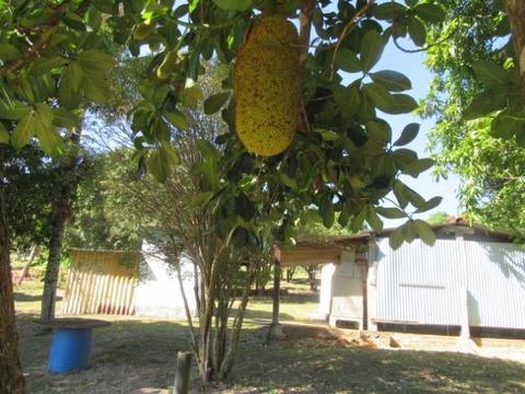 Terreno 10.000 m2 várias arvores frutiferas água lúz ótimo local Ref. 155 Silva Corretor